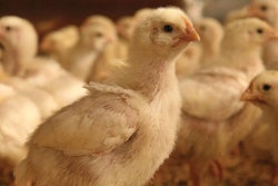 vitamins-in-poultry-production-1607poultry