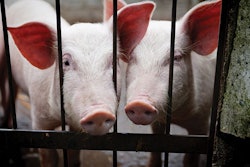 weaner-piglets-zinc-oxide