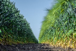 Two Walls Of Perfectly Smooth And Similar Plants Of Wheat And Ba