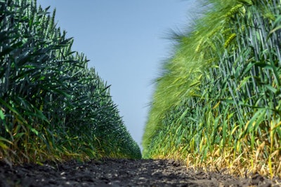 Two Walls Of Perfectly Smooth And Similar Plants Of Wheat And Ba