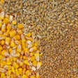 Wheat, Barley And Maize Grains As Agricultural Background.