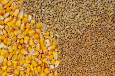 Wheat, Barley And Maize Grains As Agricultural Background.