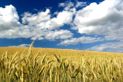 wheat-field-blue-sky