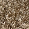 wheat-ready-to-harvest