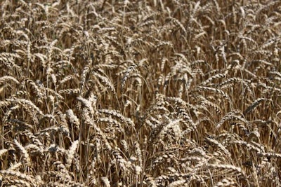 wheat-ready-to-harvest