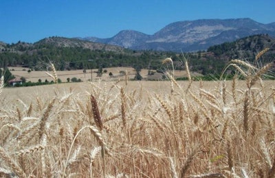 wheat-with-mountains