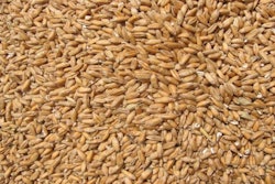 wheat
