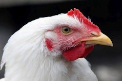 Portrait Of A White Broiler Chicken