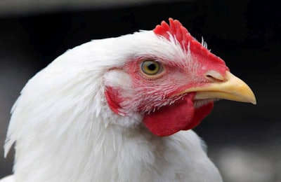 Portrait Of A White Broiler Chicken
