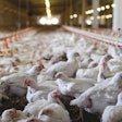 Chicken Farm