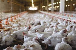 Chicken Farm