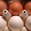 white-eggs-brown-eggs-1603
