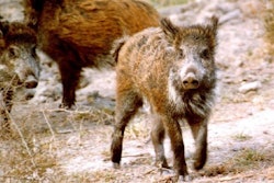 wild-boar-swine-fever