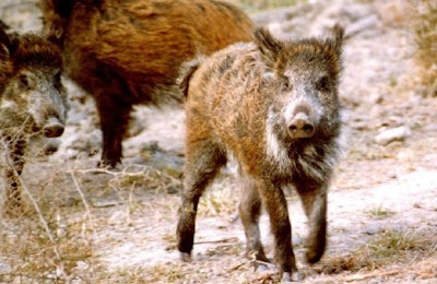 wild-boar-swine-fever
