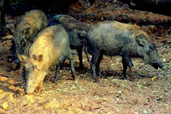 wild-boar