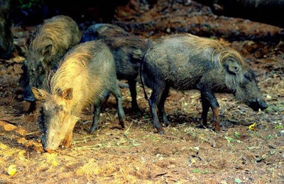 wild-boar