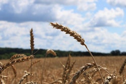 winter-wheat-field-blue-sky