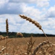 winter-wheat-field-blue-sky