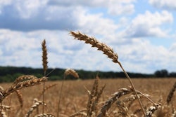 winter-wheat-field-blue-sky