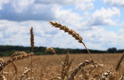 winter-wheat-field-blue-sky