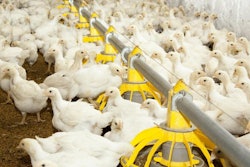 Young white chickens at the poultry farm