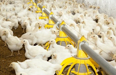 Young white chickens at the poultry farm