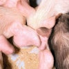 young-pigs-eating-1512