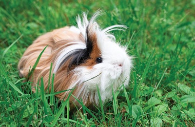 Sustainability is a main concern for small pet owners as well as cat and dog owners. (KIRILL LINNIK | iStockPhoto.com)