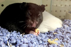 Small animal pet food trends are mirroring trends in the larger pet food industry, according to experts. (Andrea Gantz| WATT Global Media)