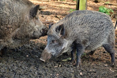 ASF-in-EU-wild-boars