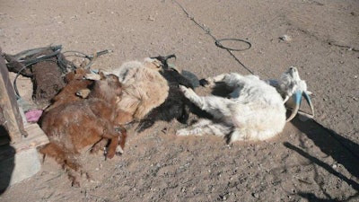 Abandoned Mongolian Goats Starve 1607 Mongolia4
