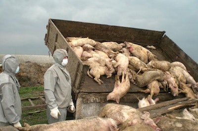 Belarus Pig Cull 2013