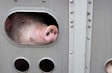 Pigs in a trailer ready to be transported to the slaughterhouse in Canada
