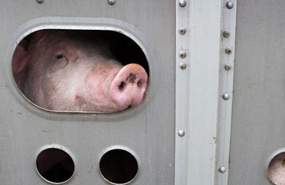 Pigs in a trailer ready to be transported to the slaughterhouse in Canada