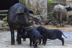 China-pigs-african-swine-fever