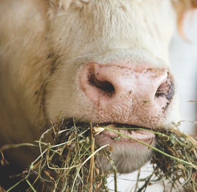 Fiber is a critical component of ruminant diets; however, energy derived from fiber can be sub-optimal. (Jevtic | iStock.com)
