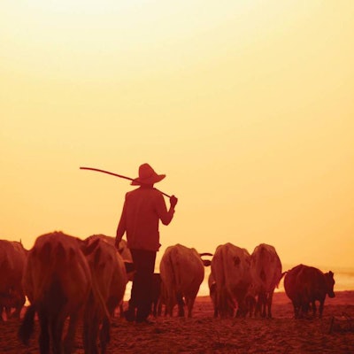 Fulani Herdsmen West Africa 1607 Ingredients