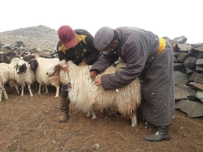 Mongolian Farmers Manages Herd 1607 Mongolia1