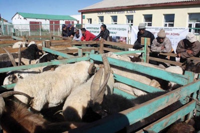 Mongolian Livestock Market 1607 Mongolia3