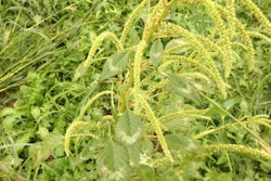 Palmer-amaranth