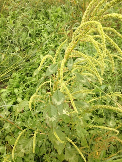 Palmer Amaranth