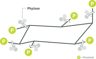 Phytase Releases Phosphate