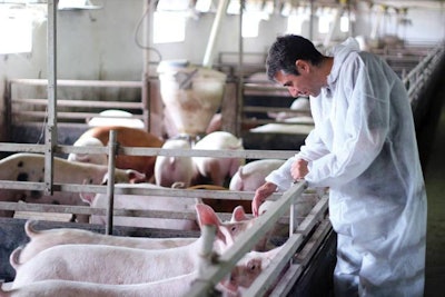 Pigs On Farm 1607 Antibiotics2