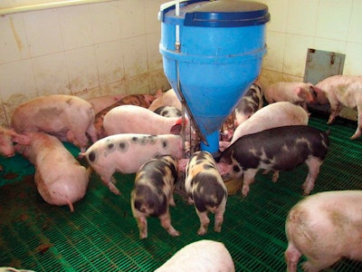 Russian Farmers Change Feed Formulations