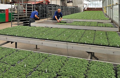 Russian Phytogenic Feed Additive Production