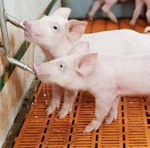 Schippers-Di-O-Clean-water-treatment