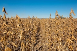 Soybean-field-1605Soy1