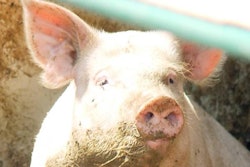 Tican-Tonnies-merger