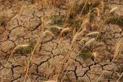 Wheat-drought