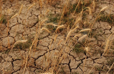 Wheat-drought